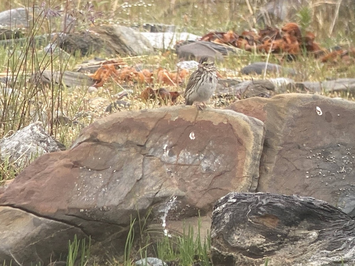 Savannah Sparrow - ML624144735