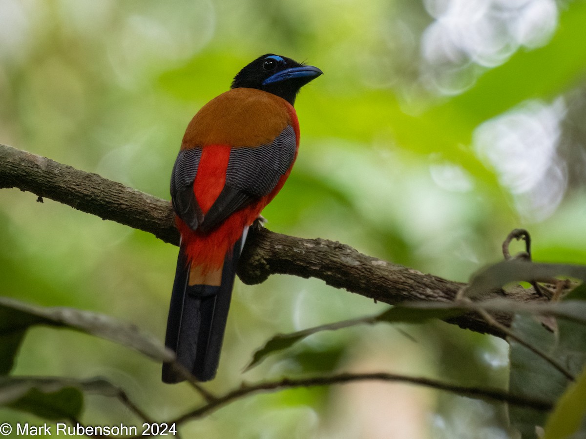 Scarlet-rumped Trogon - ML624144737