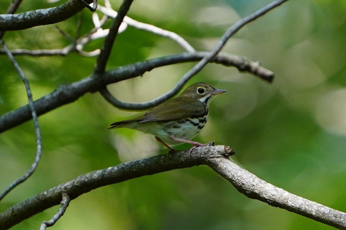 Ovenbird - ML624144754