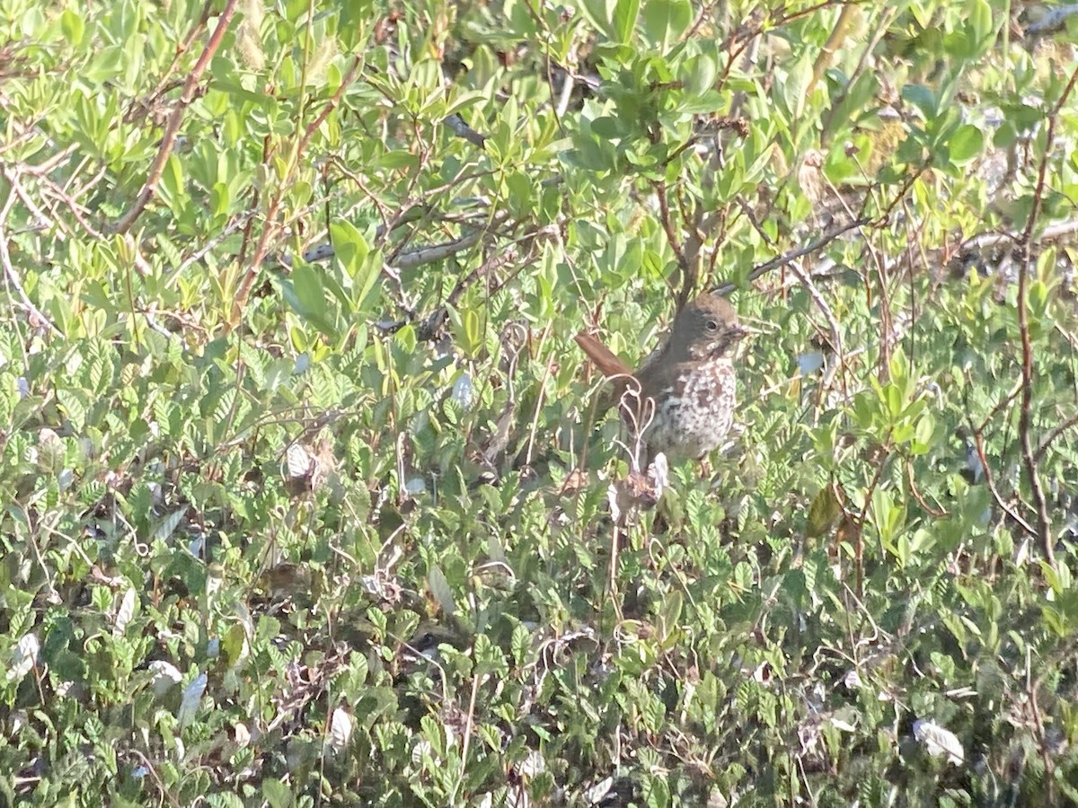 Fox Sparrow - Stephen T Bird