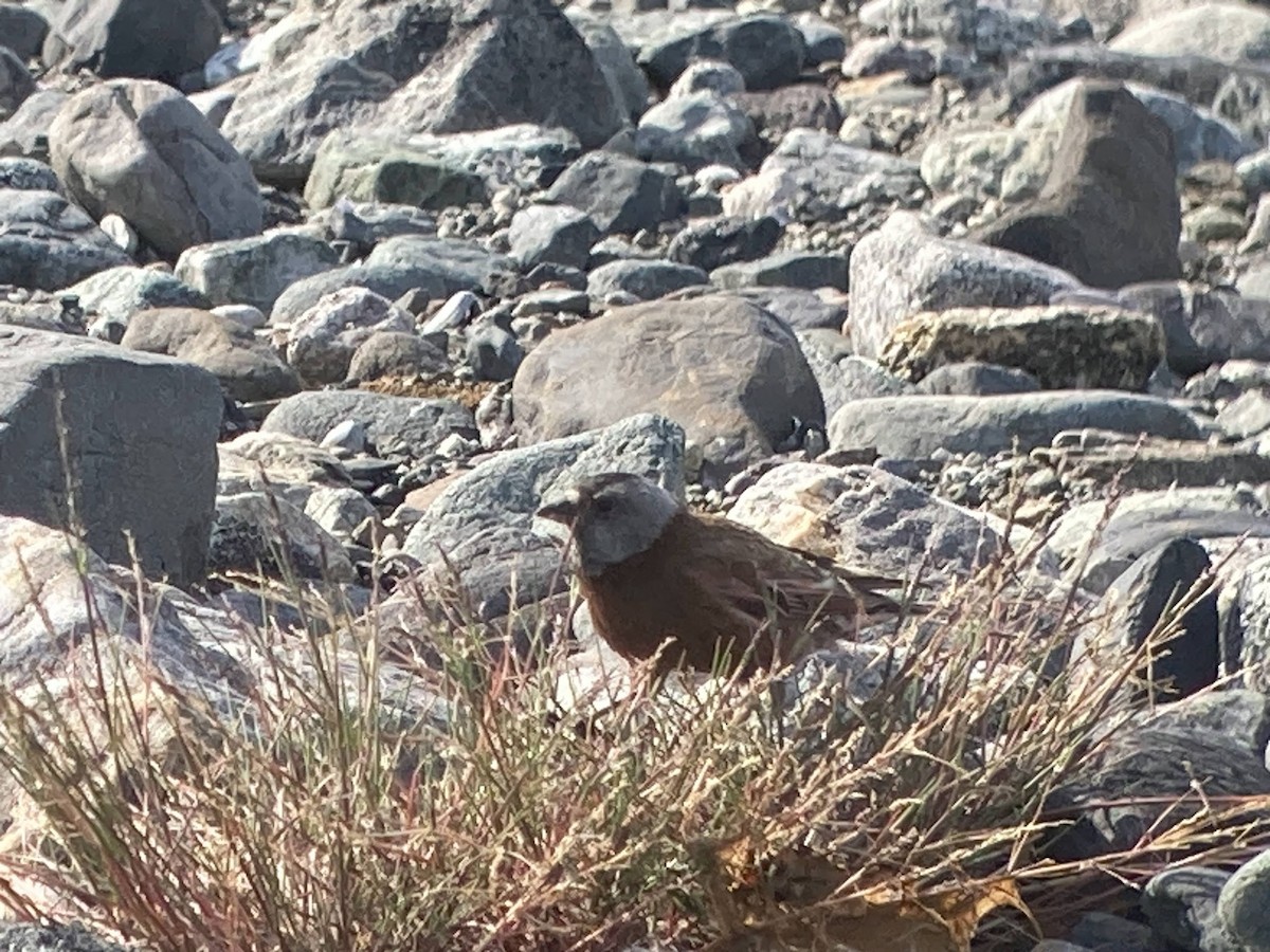 Gray-crowned Rosy-Finch - Stephen T Bird