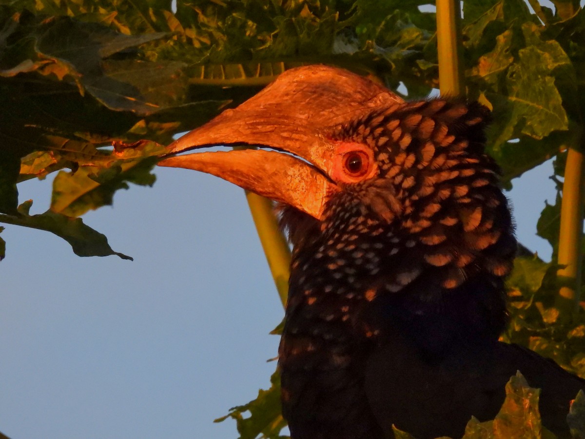 Silvery-cheeked Hornbill - ML624144769