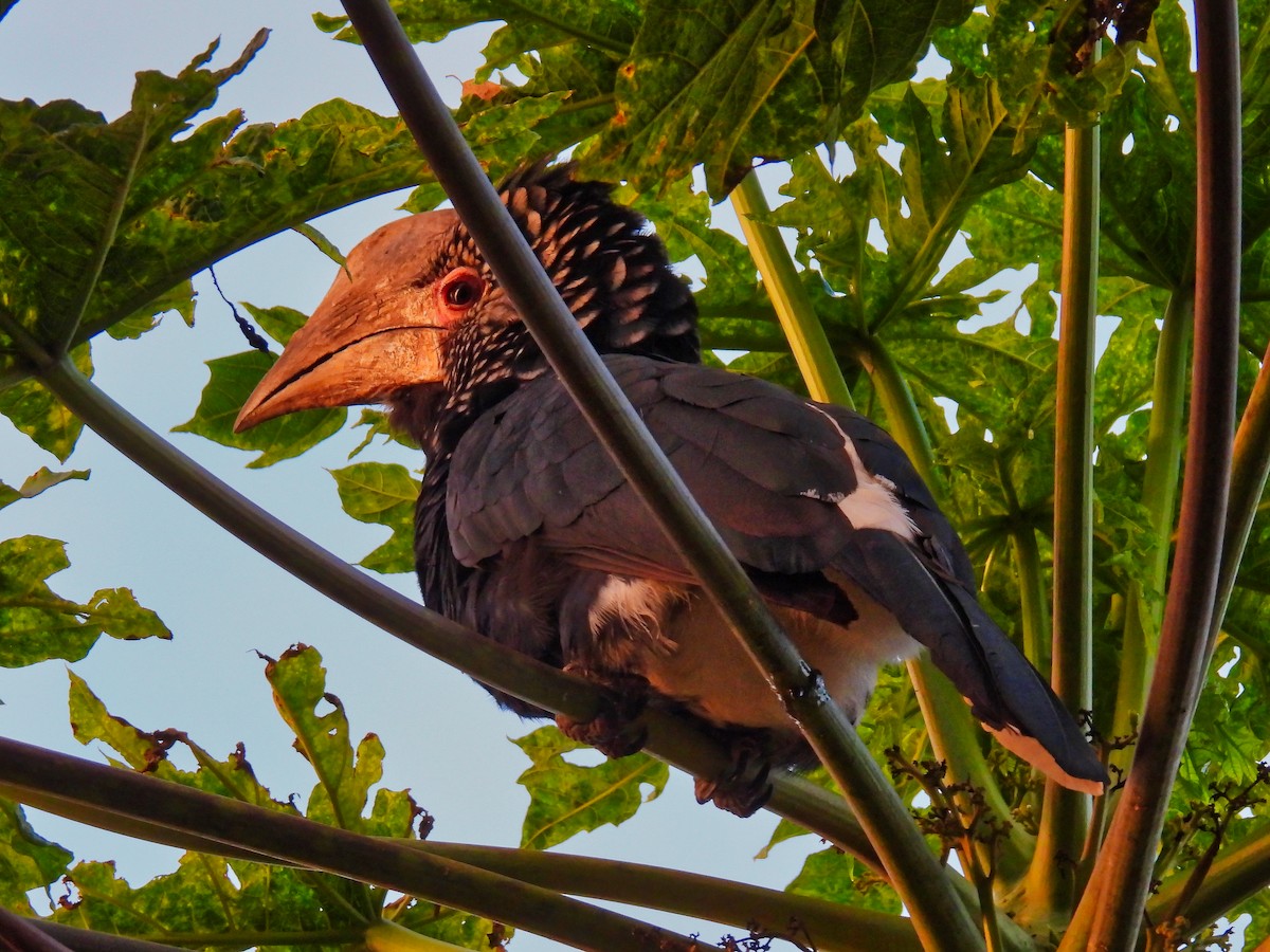 Silvery-cheeked Hornbill - ML624144770