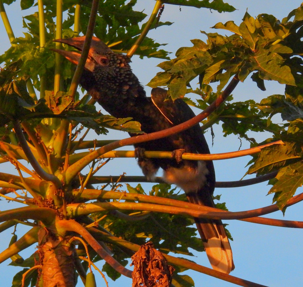 Silvery-cheeked Hornbill - ML624144771