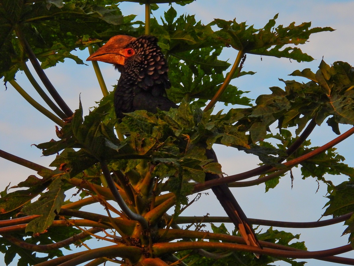 Silvery-cheeked Hornbill - ML624144773