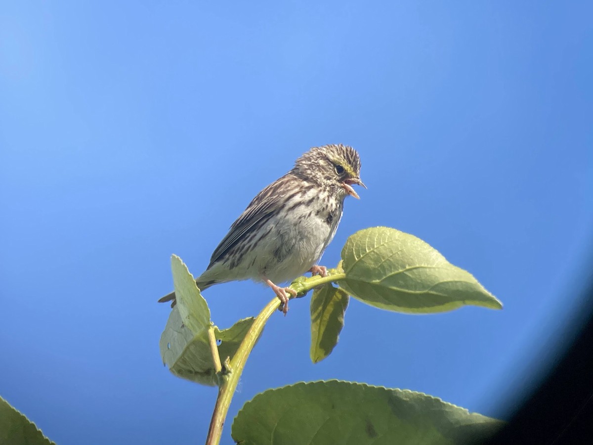 Savannah Sparrow - ML624144780