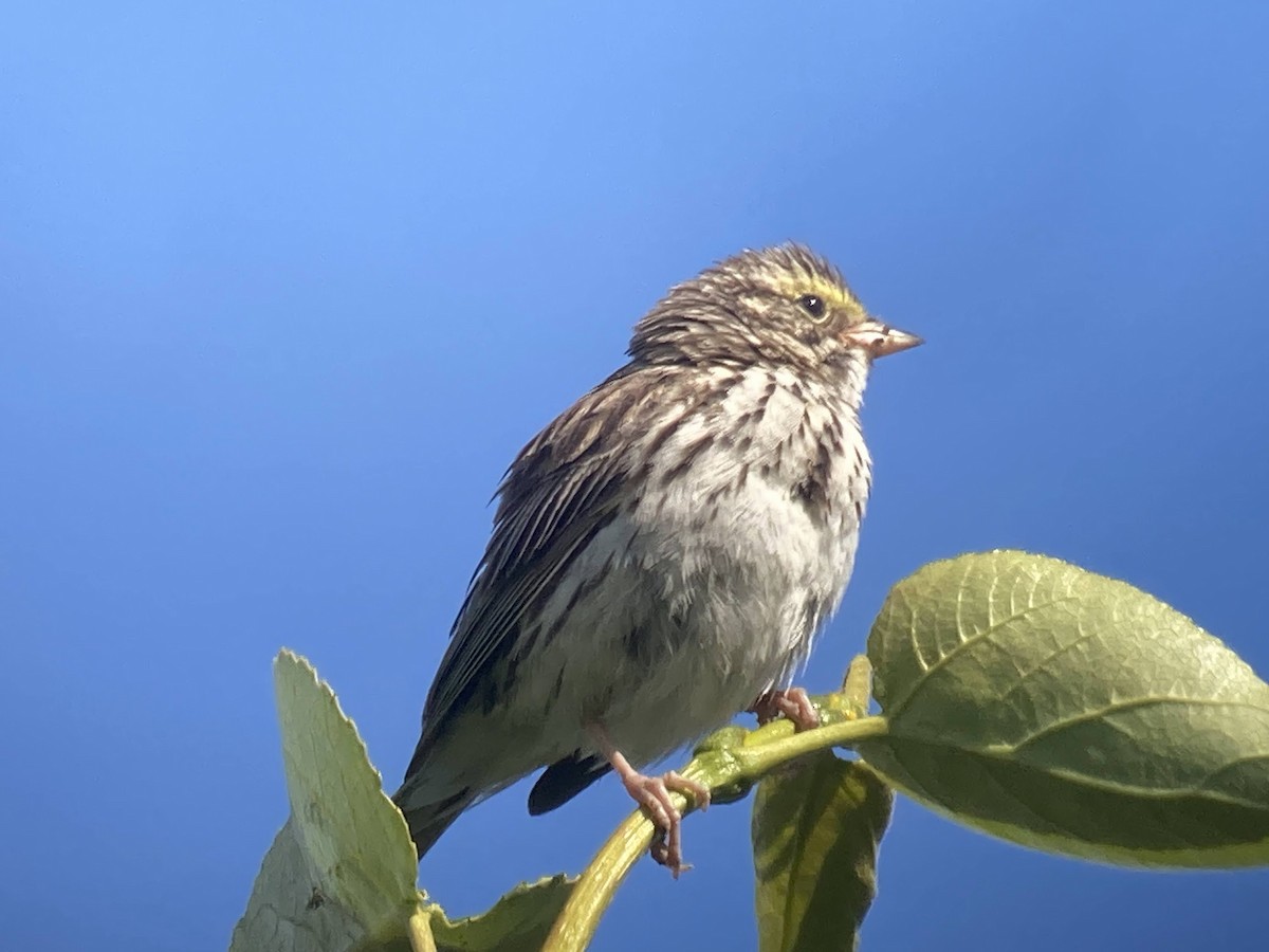 Savannah Sparrow - ML624144781