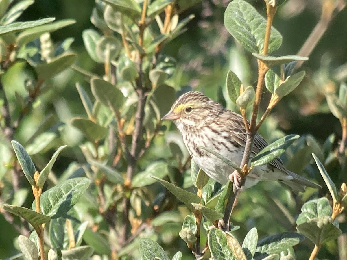 Savannah Sparrow - ML624144782