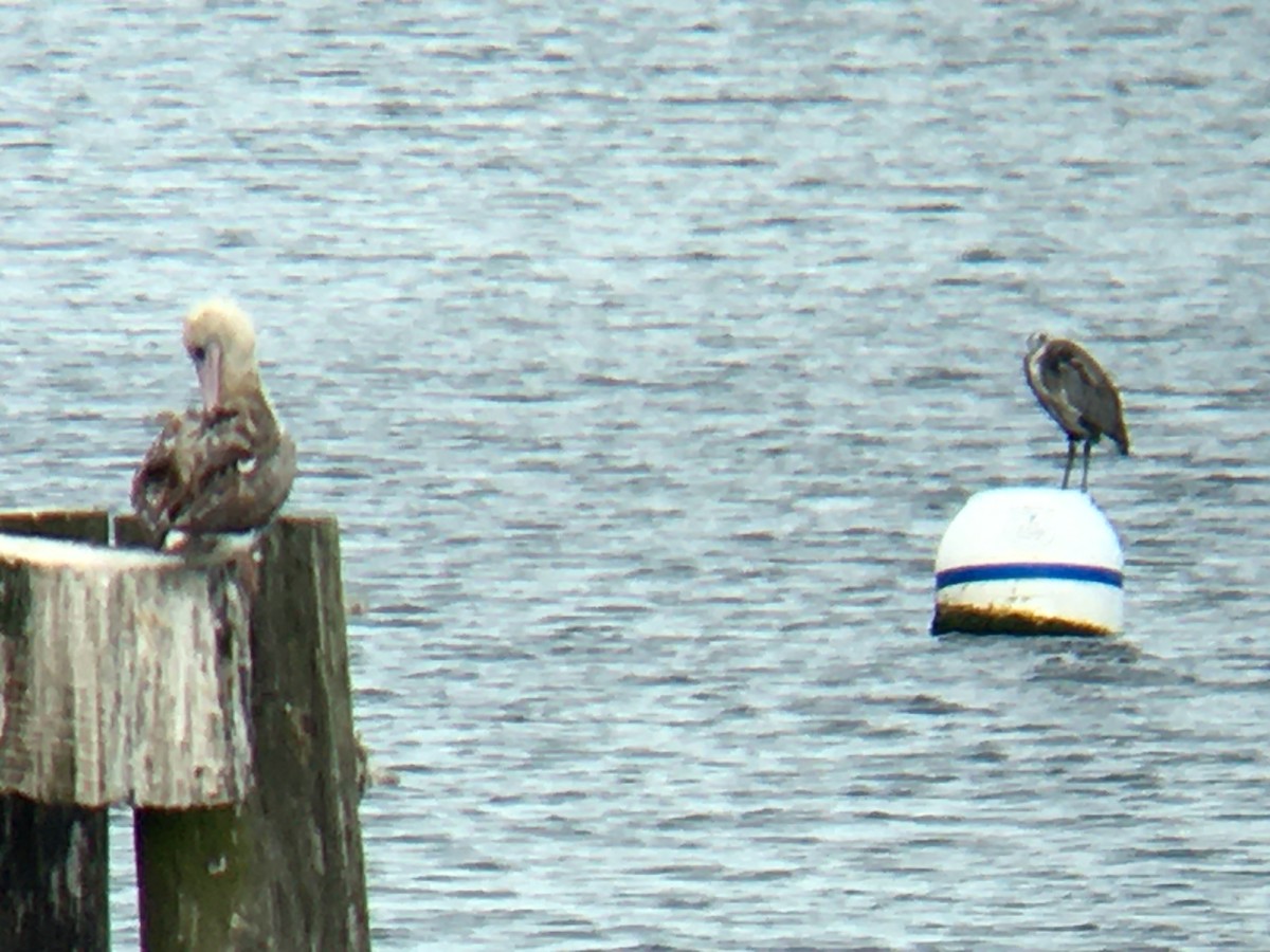 Red-footed Booby - ML624144785