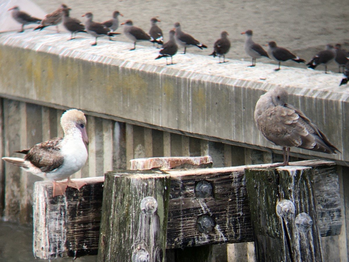 Red-footed Booby - ML624144788