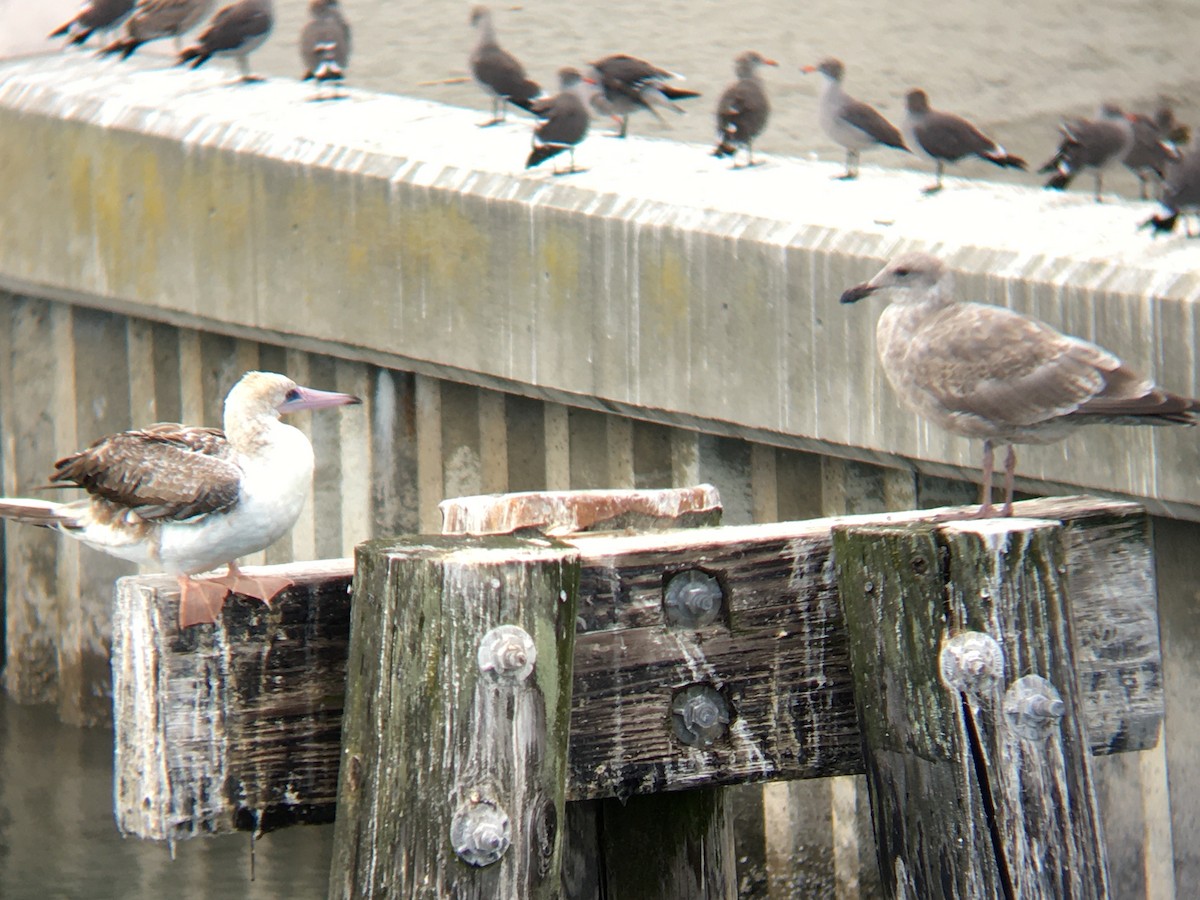 Red-footed Booby - ML624144789