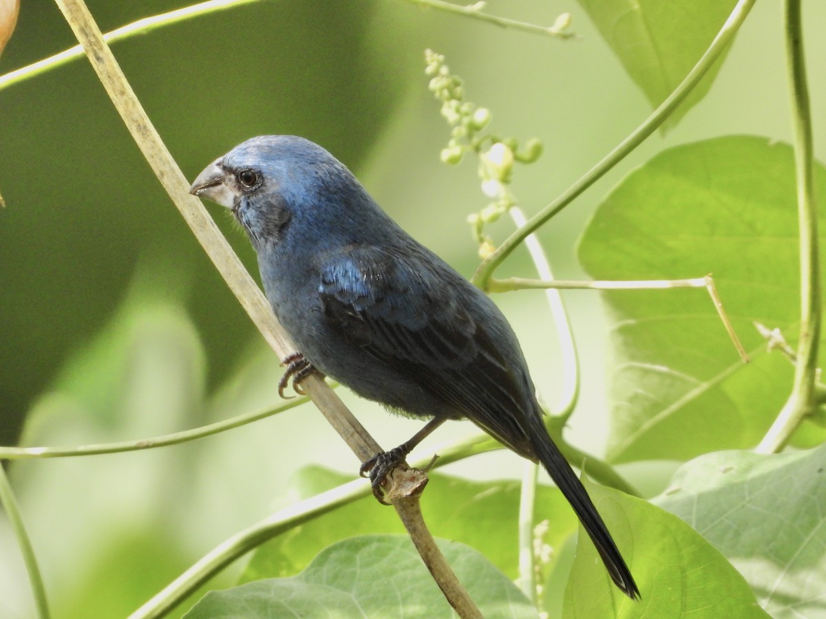 Ultramarine Grosbeak - ML624144801