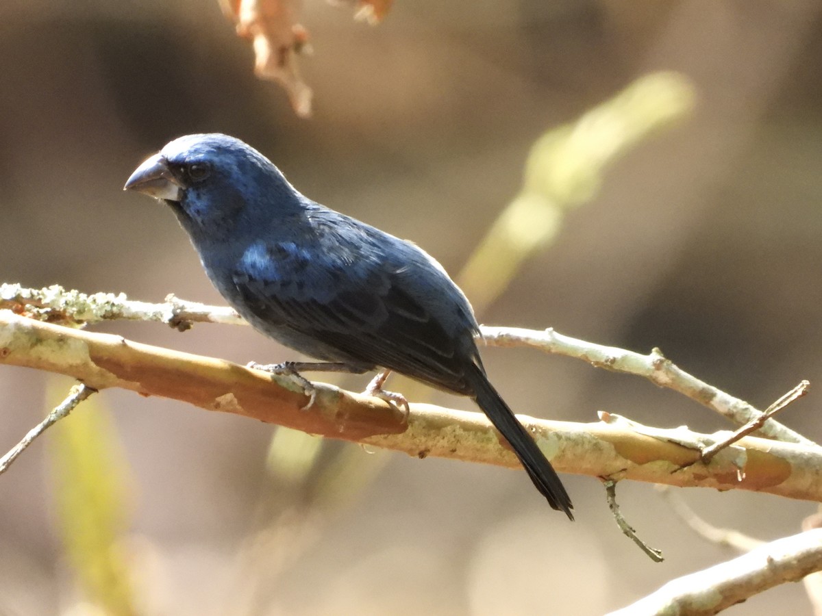 Ultramarine Grosbeak - ML624144803