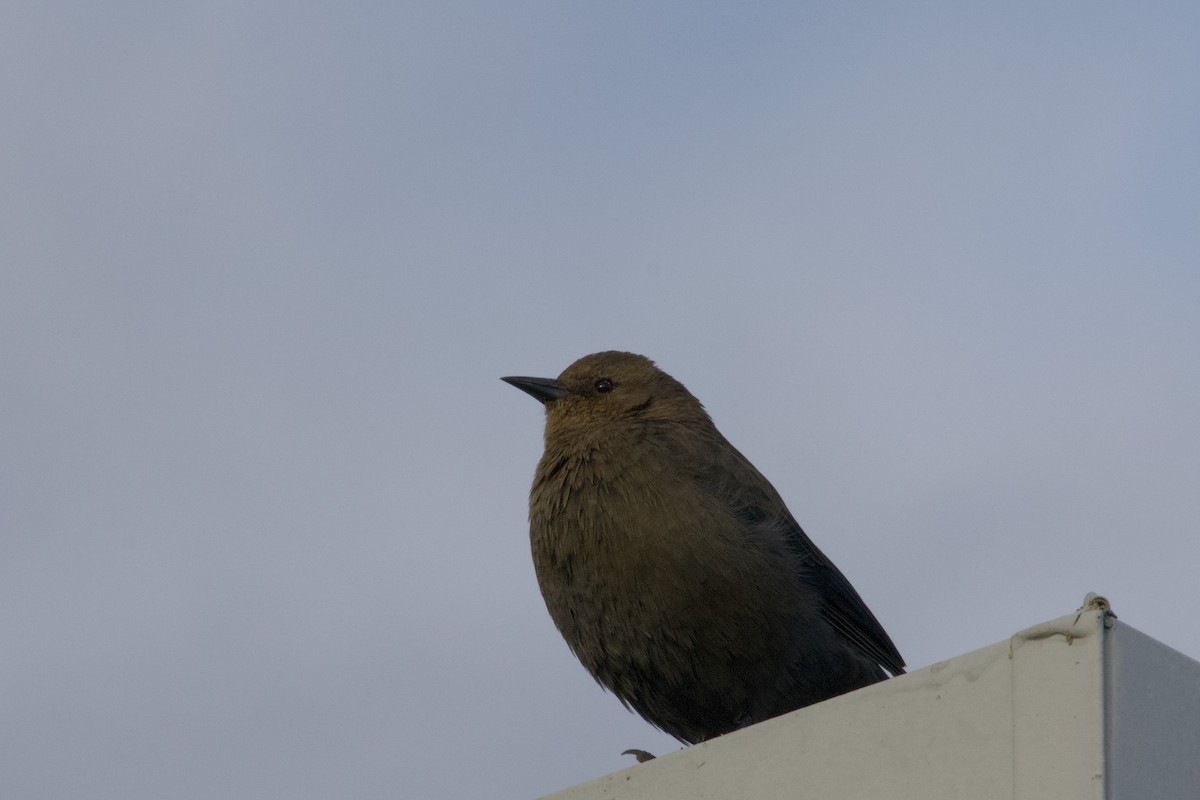 Brewer's Blackbird - ML624144834
