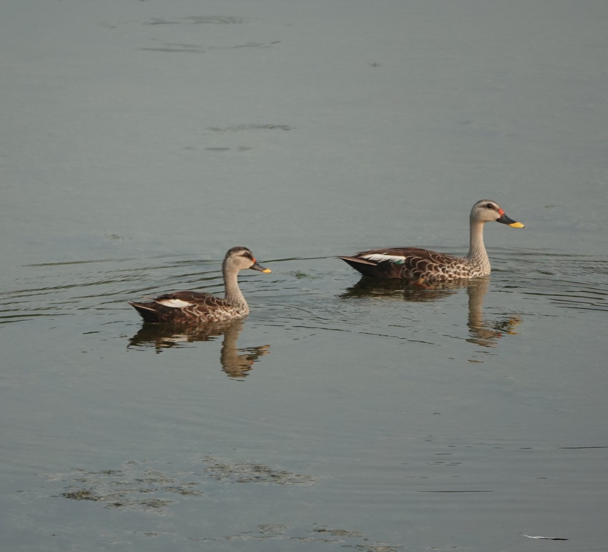 Indian Spot-billed Duck - ML624144860