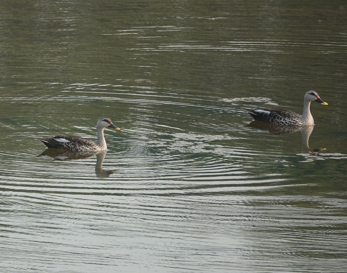 Indian Spot-billed Duck - ML624144861