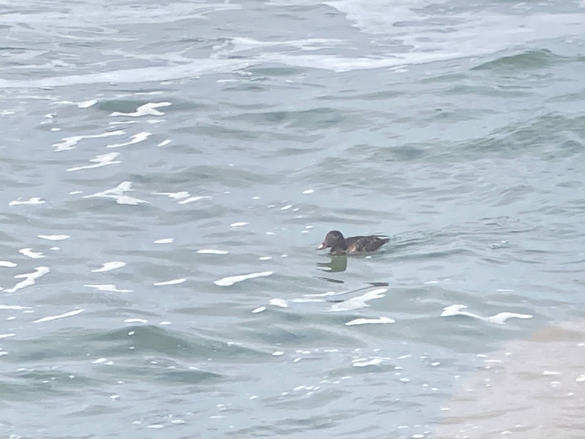 White-winged Scoter - ML624144882