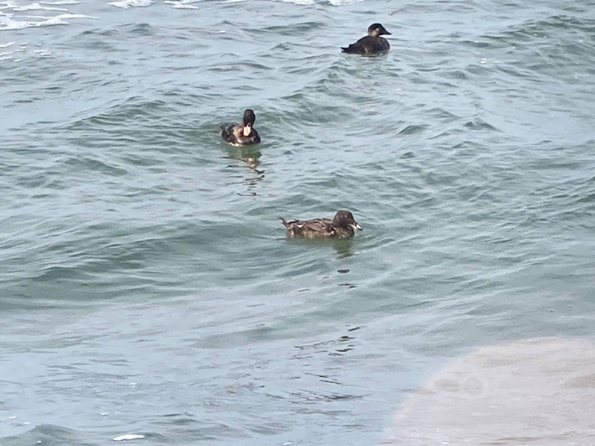 White-winged Scoter - ML624144883