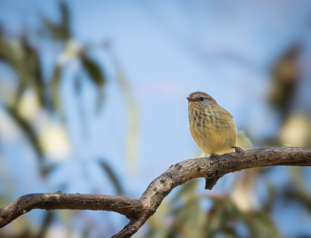 Striated Thornbill - ML624144896