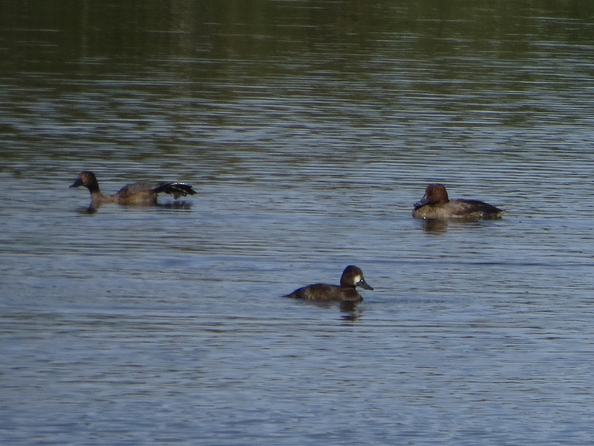 Lesser Scaup - ML624144928