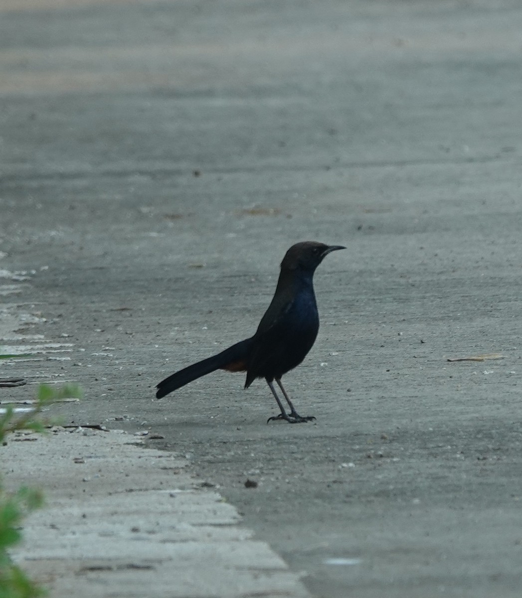 Indian Robin - ML624144955