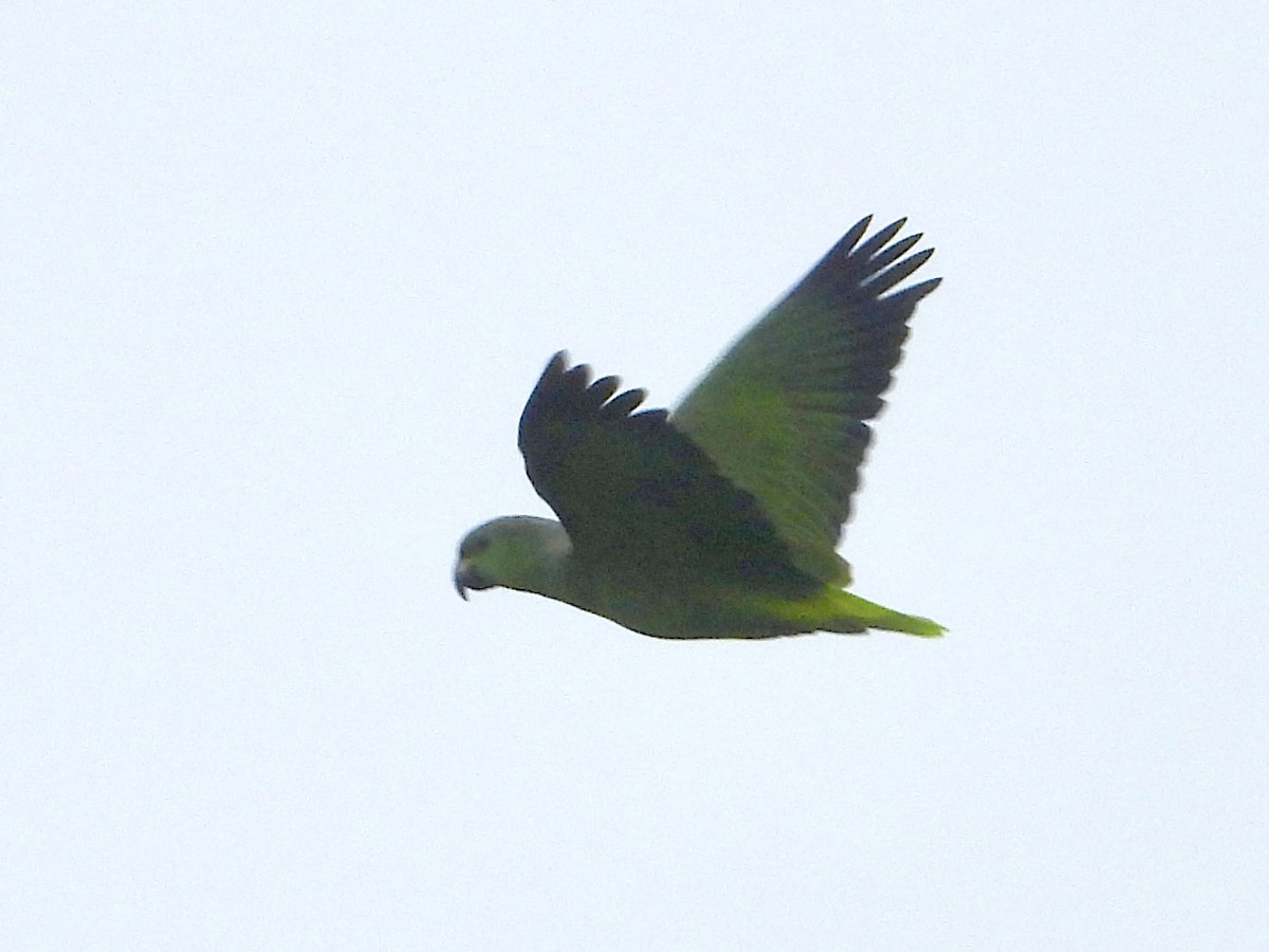 Scaly-naped Parrot - ML624144958