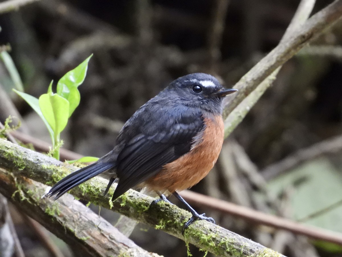 Chestnut-bellied Chat-Tyrant - ML624144973