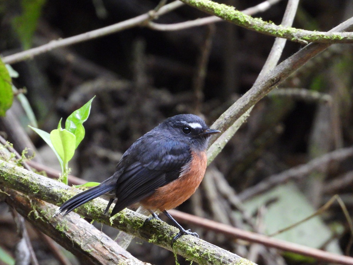 Chestnut-bellied Chat-Tyrant - ML624144974