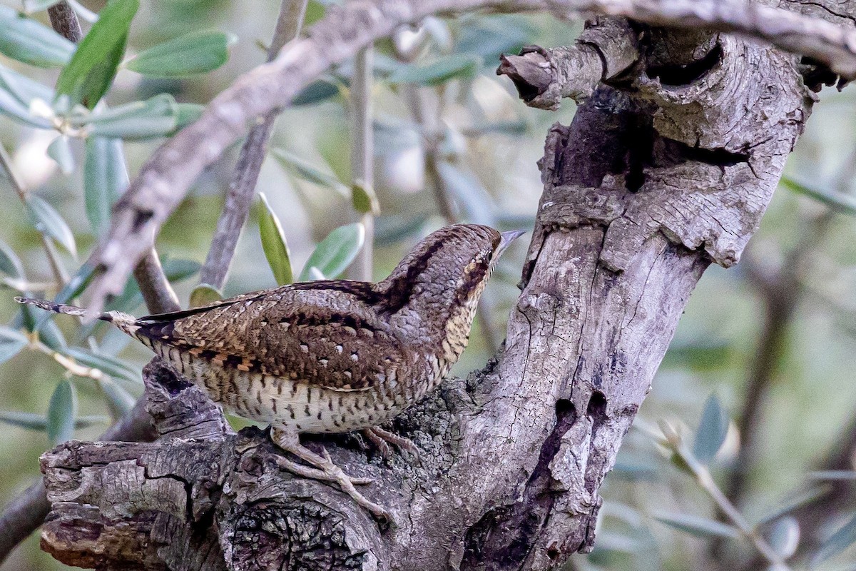 Eurasian Wryneck - Antonio M Abella