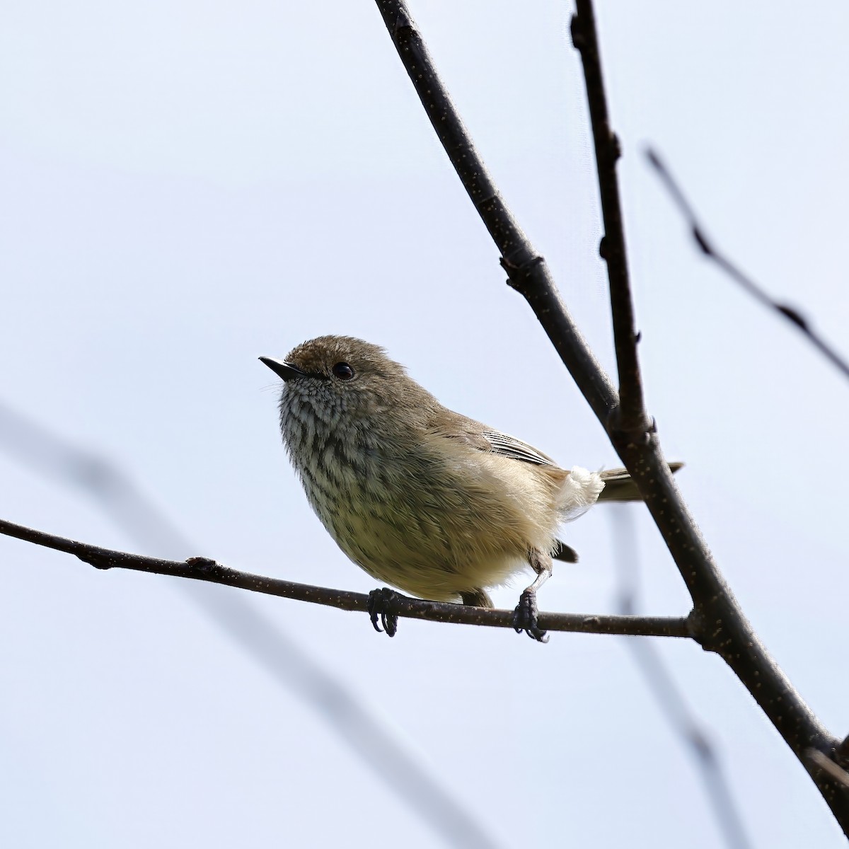 Brown Thornbill - ML624145015