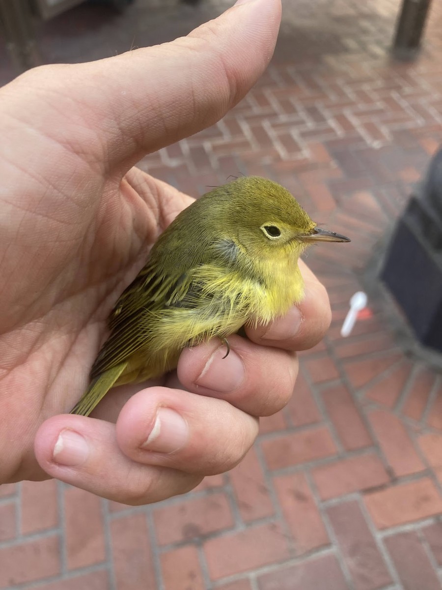 Yellow Warbler - ML624145032