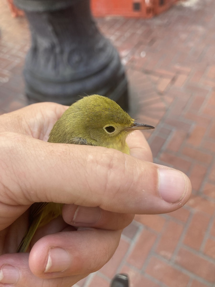 Yellow Warbler - Stephen T Bird