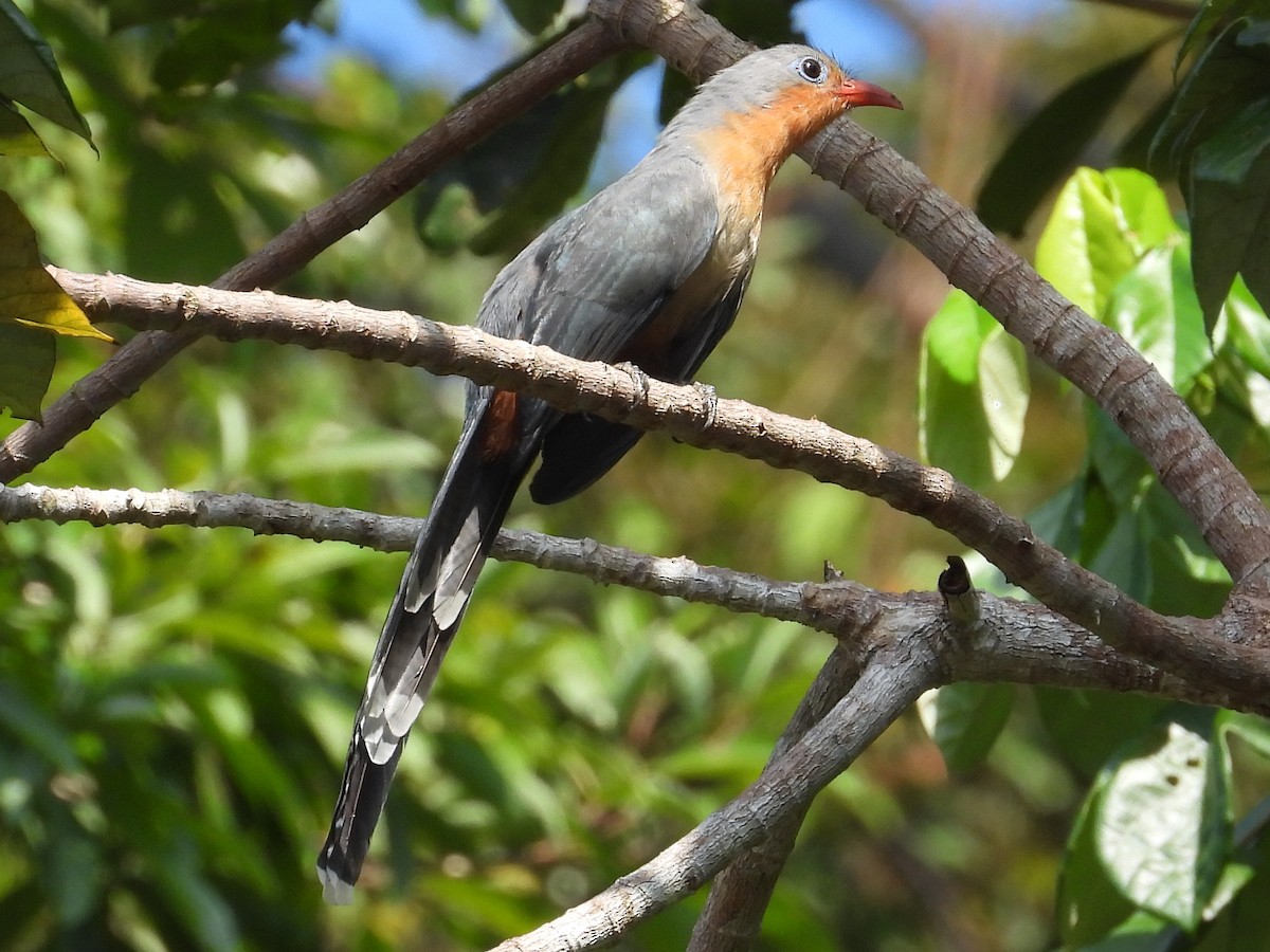 Red-billed Malkoha - ML624145124