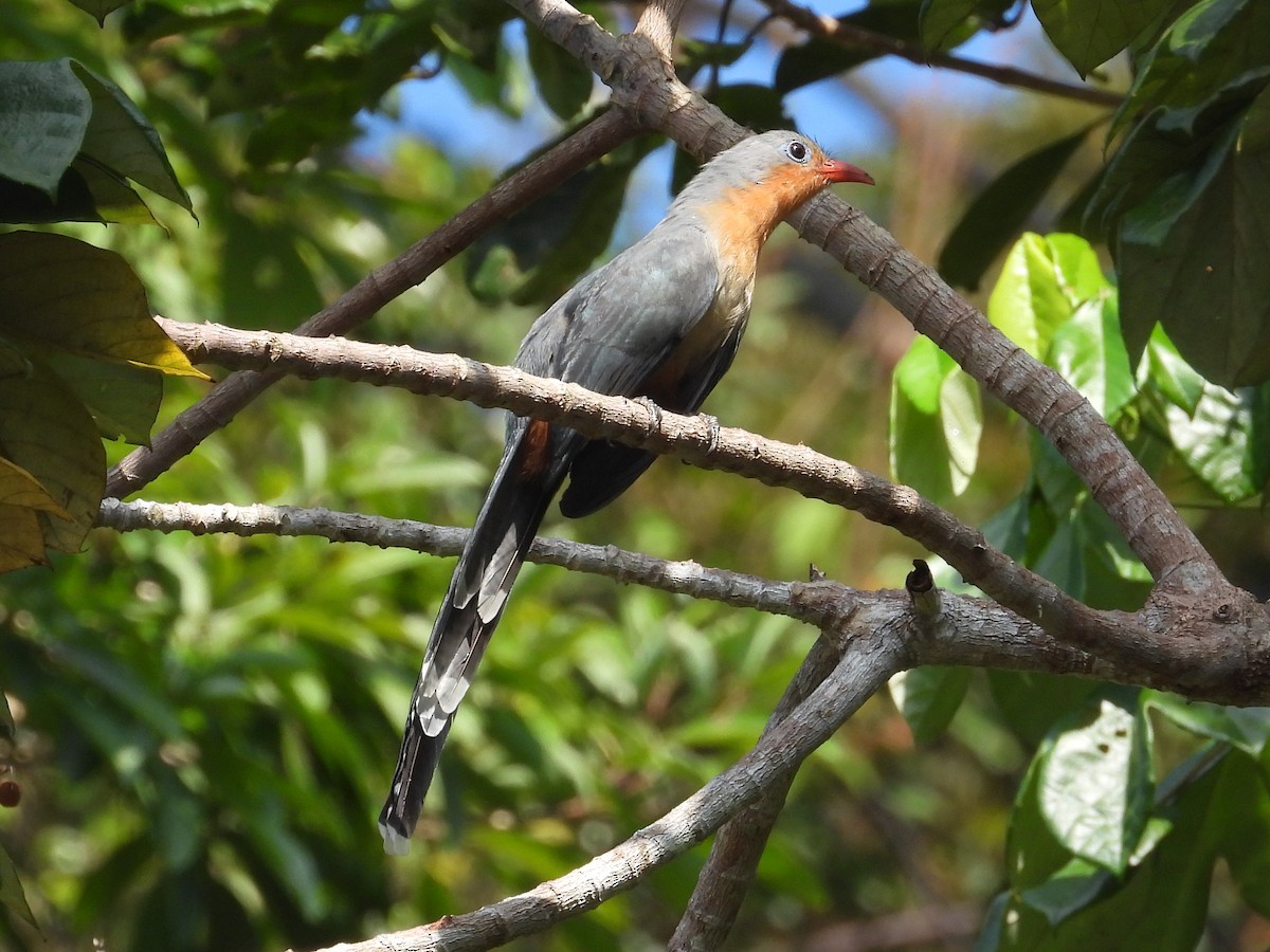 Red-billed Malkoha - ML624145125