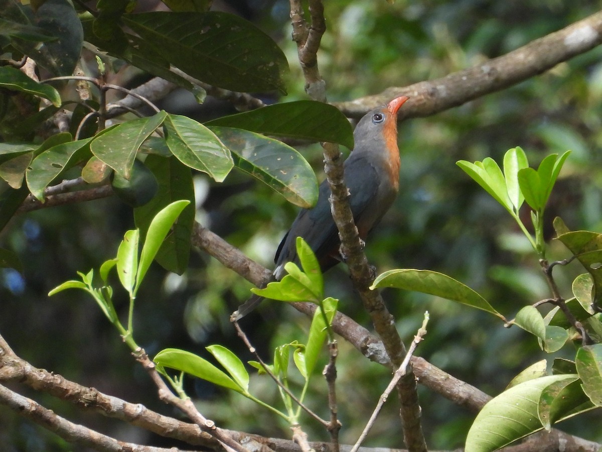 Red-billed Malkoha - ML624145126