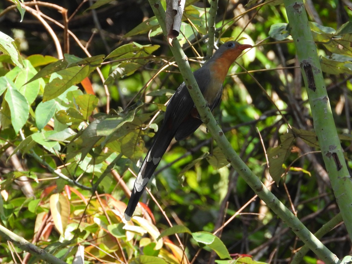 Red-billed Malkoha - ML624145127