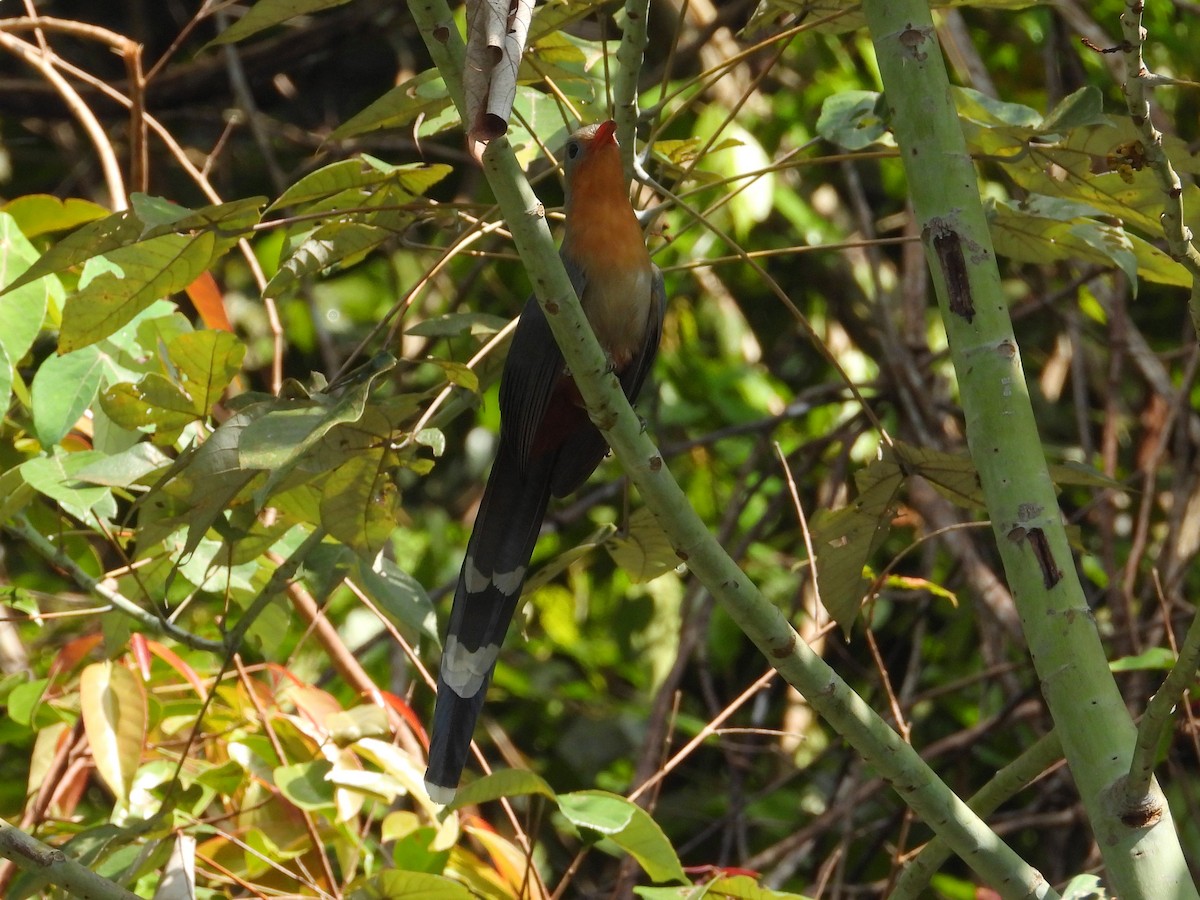 Red-billed Malkoha - ML624145128