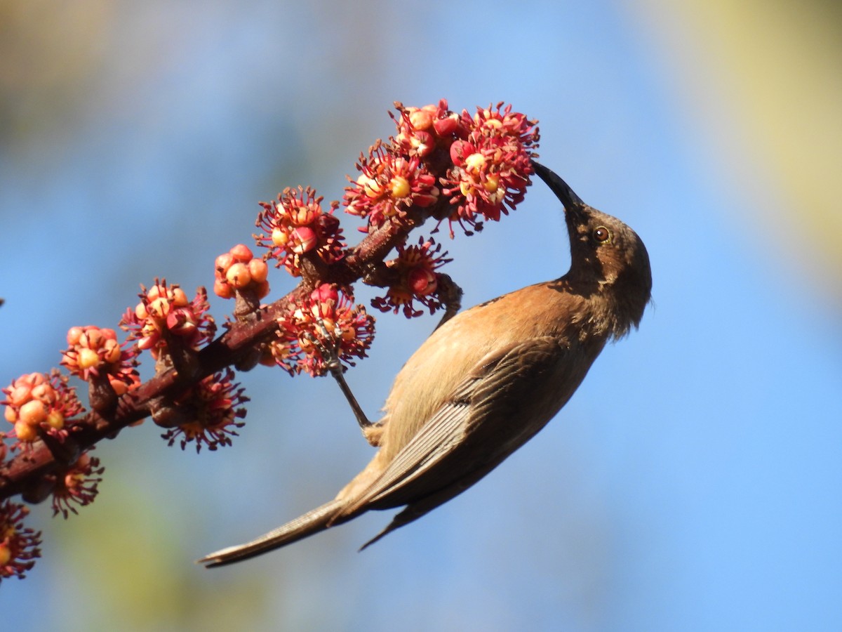 Dusky Myzomela - ML624145172