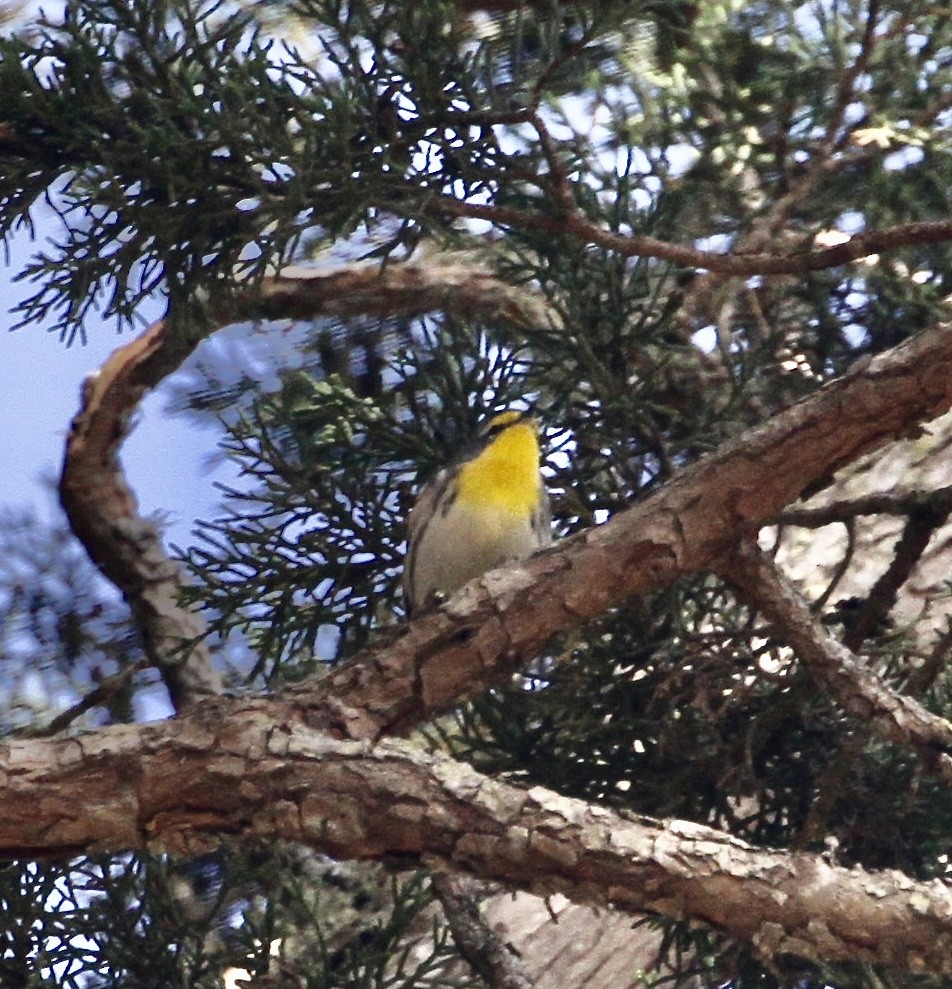 Grace's Warbler - ML624145183