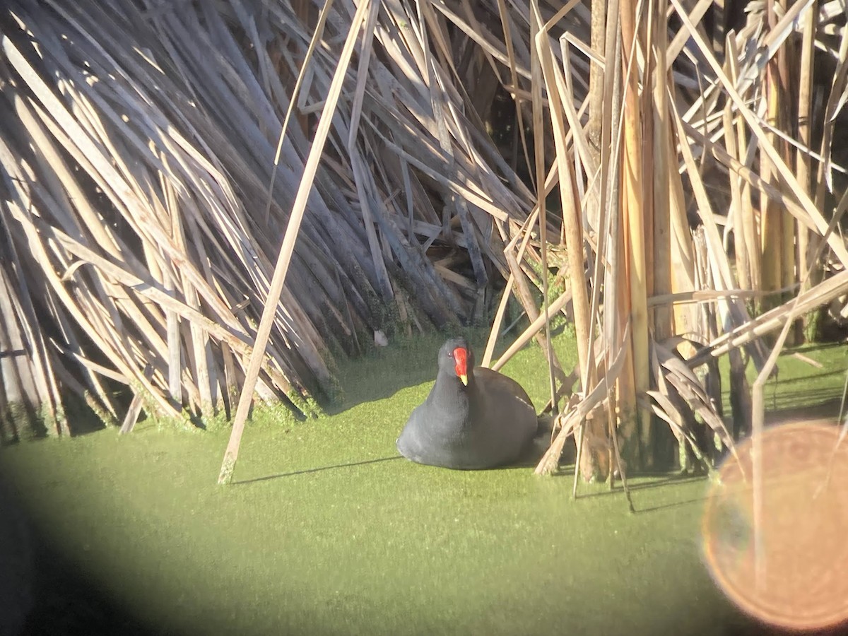 Common Gallinule - ML624145186