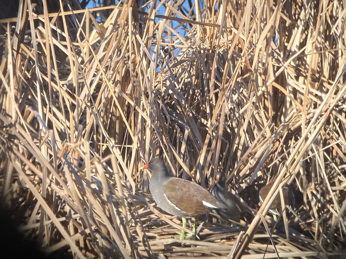 Common Gallinule - Stephen T Bird