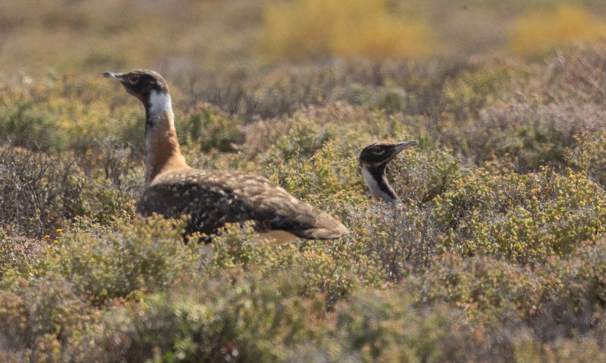 Ludwig's Bustard - ML624145198