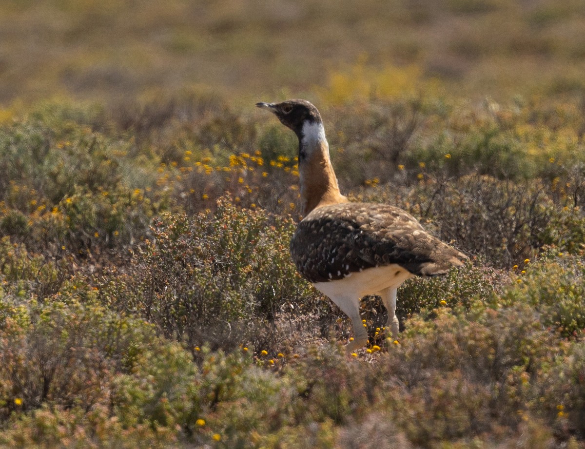 Ludwig's Bustard - ML624145199