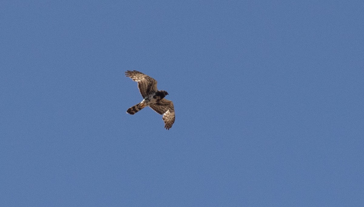 Black Harrier - ML624145208