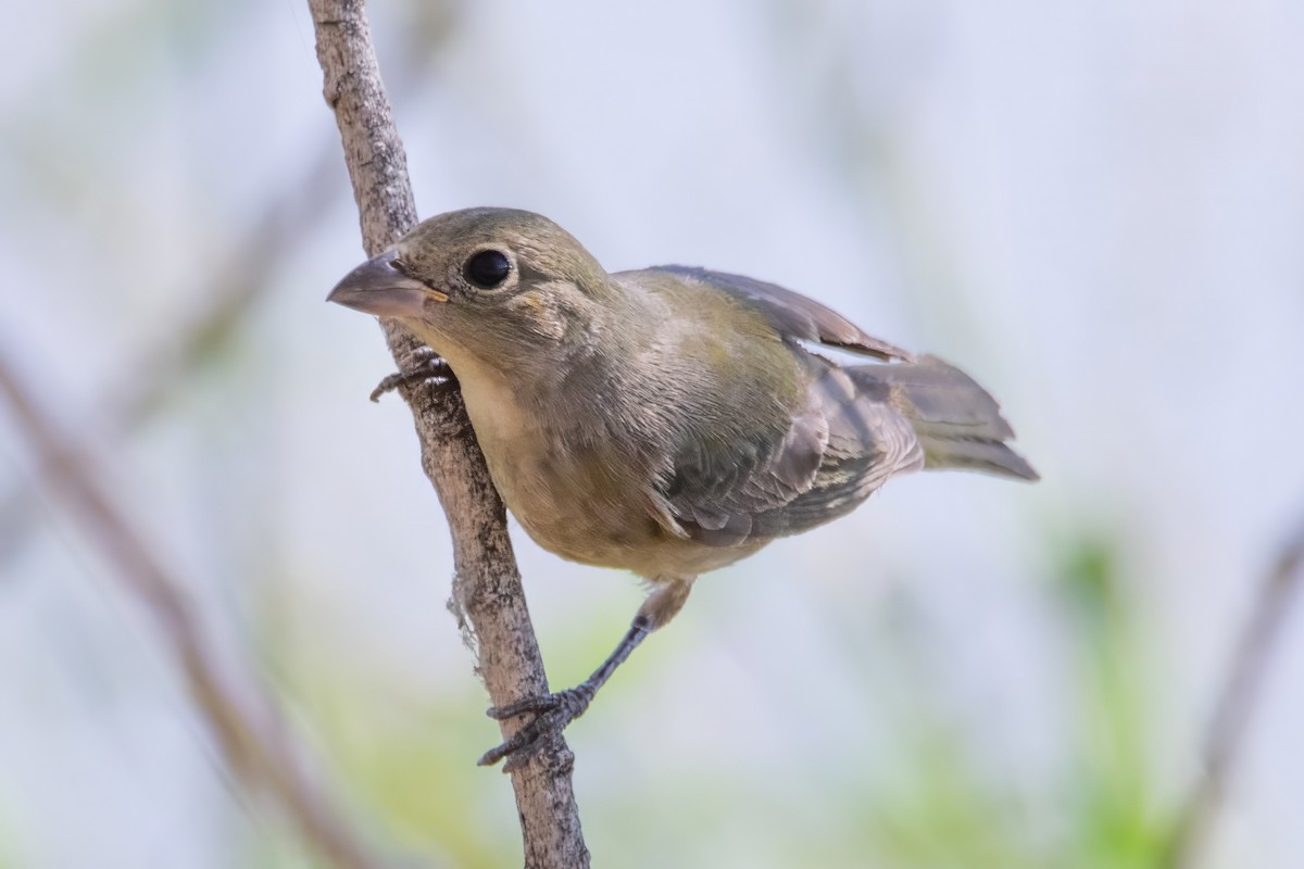 Painted Bunting - ML624145209