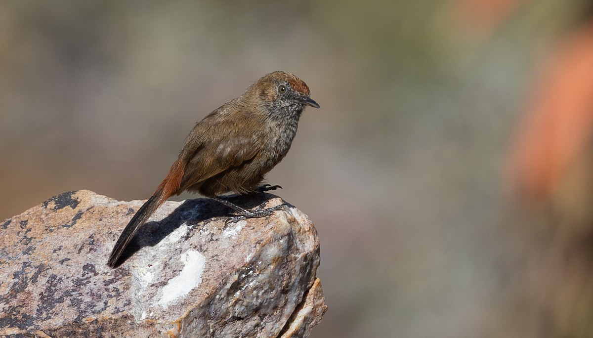 Kopje Warbler - Michael Buckham