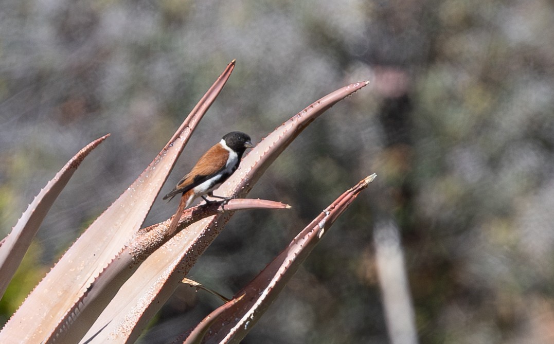 Black-headed Canary - Michael Buckham