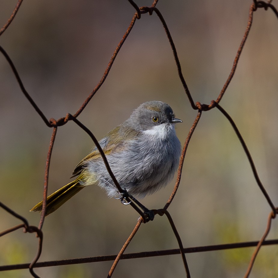 Yellow-rumped Eremomela - ML624145226