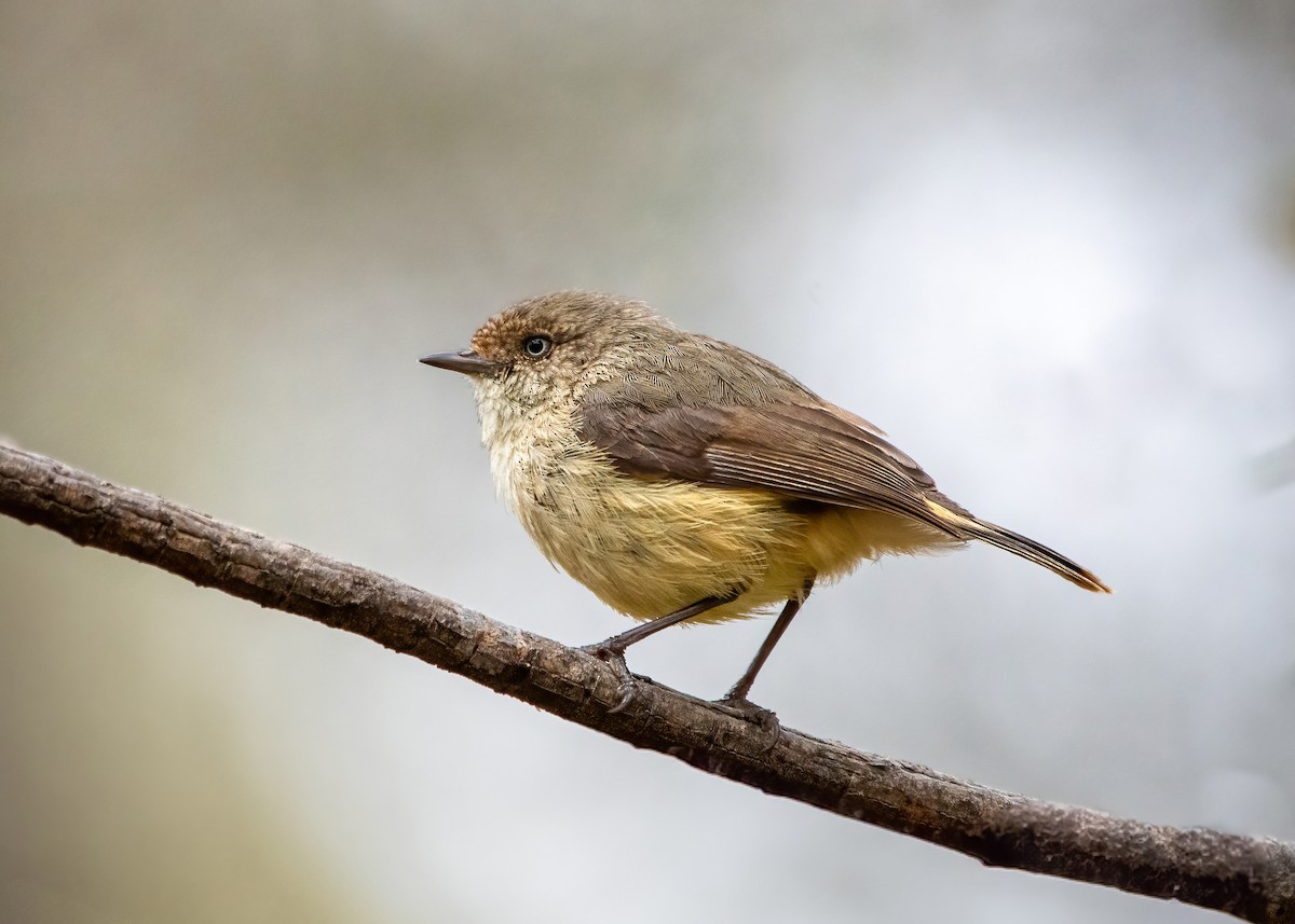 Buff-rumped Thornbill - ML624145227