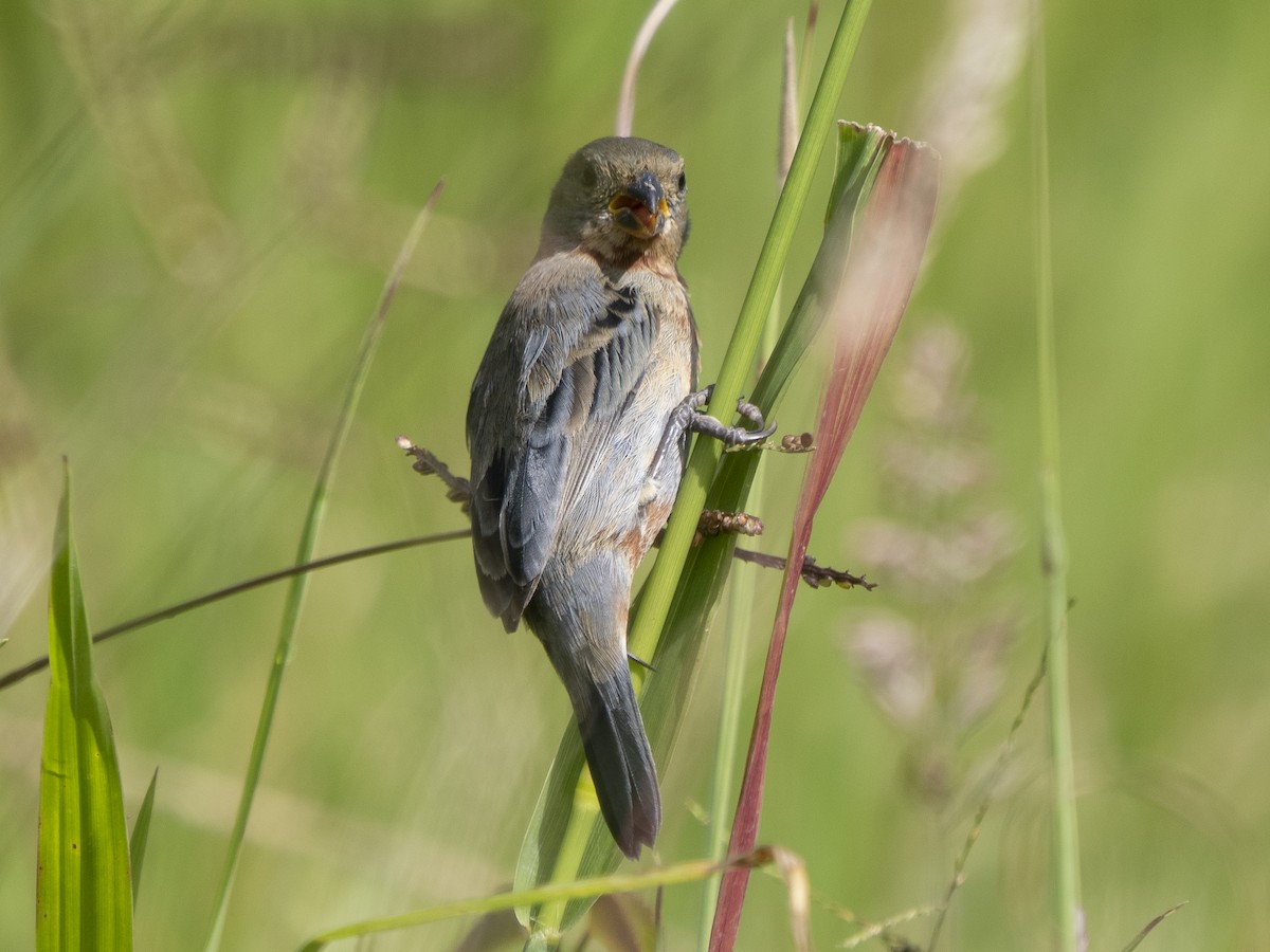 Chestnut-bellied Seedeater - ML624145234